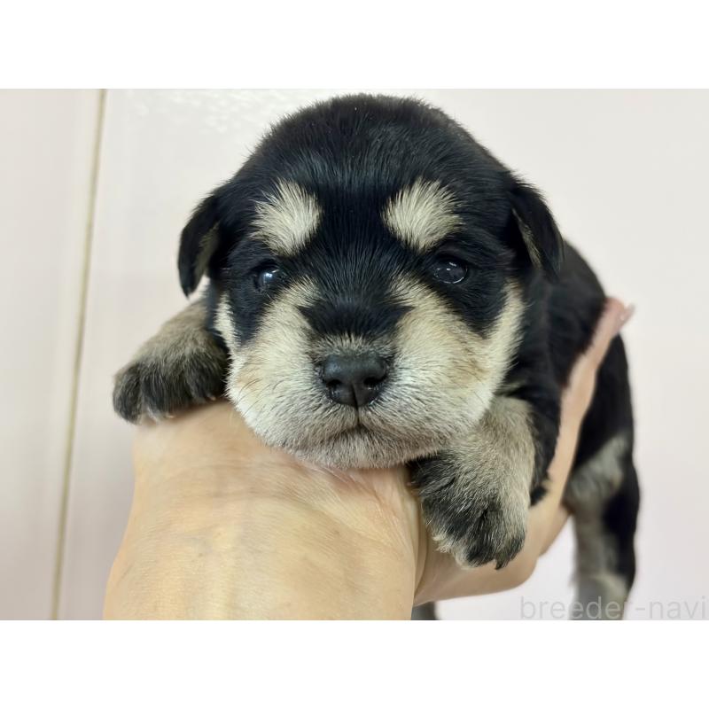 販売中の滋賀県のミニチュアシュナウザー-439466の3枚目