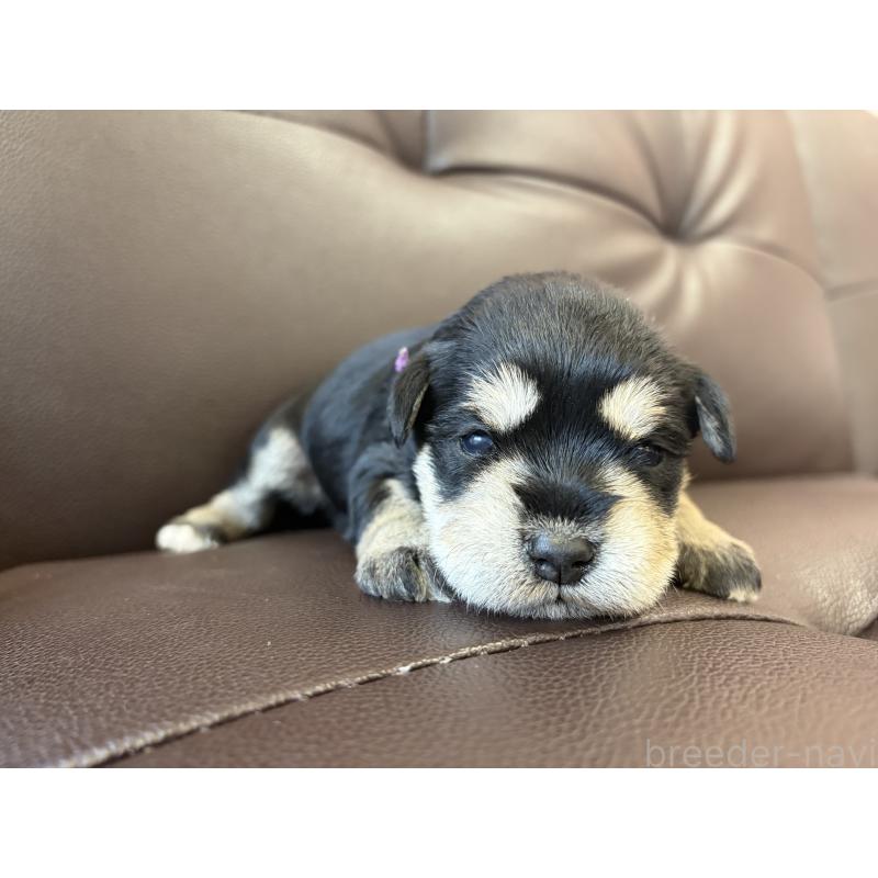 販売中の滋賀県のミニチュアシュナウザー-439466の2枚目