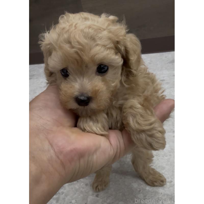 商談中の福岡県のティーカッププードル-436651の4枚目