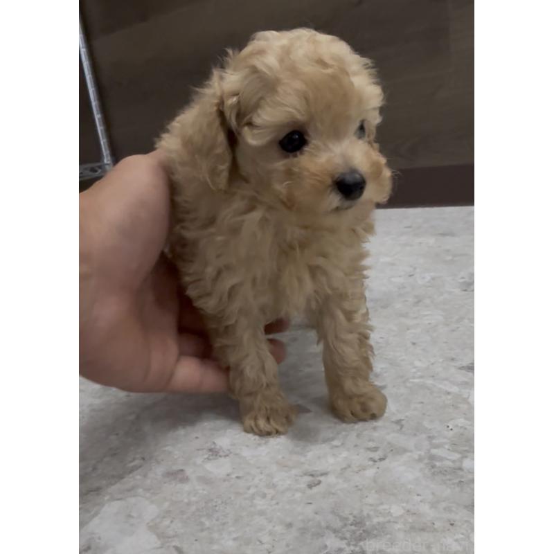 商談中の福岡県のティーカッププードル-436651の3枚目