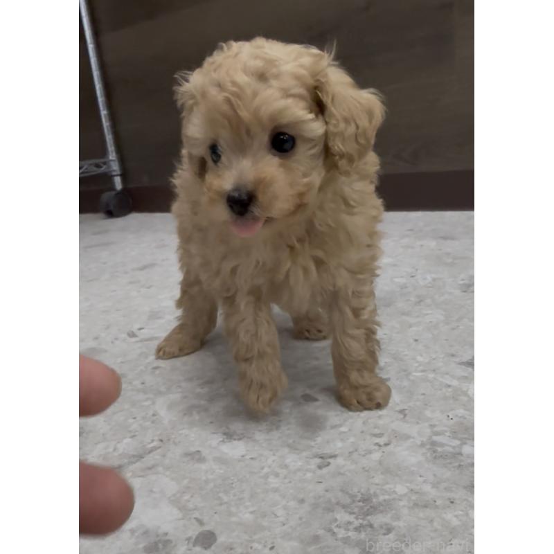 商談中の福岡県のティーカッププードル-436651の2枚目