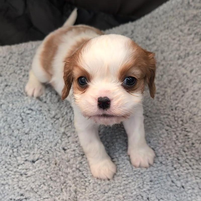 販売中の埼玉県のキャバリアキングチャールズスパニエル-433003