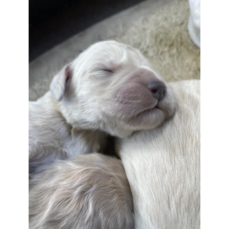 成約済の栃木県のゴールデンドゥードル:ゴールデンレトリーバー×プードル-439277の7枚目