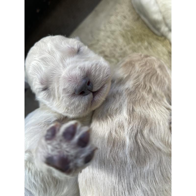 商談中の栃木県のゴールデンドゥードル:ゴールデンレトリーバー×プードル-439378の9枚目