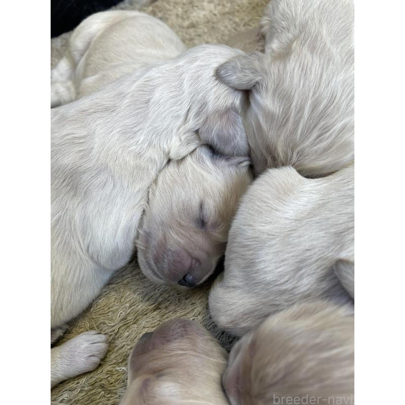 販売中の栃木県のゴールデンドゥードル:ゴールデンレトリーバー×プードル-439379の8枚目