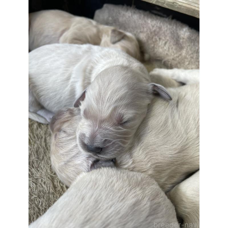 販売中の栃木県のゴールデンドゥードル:ゴールデンレトリーバー×プードル-439385の6枚目