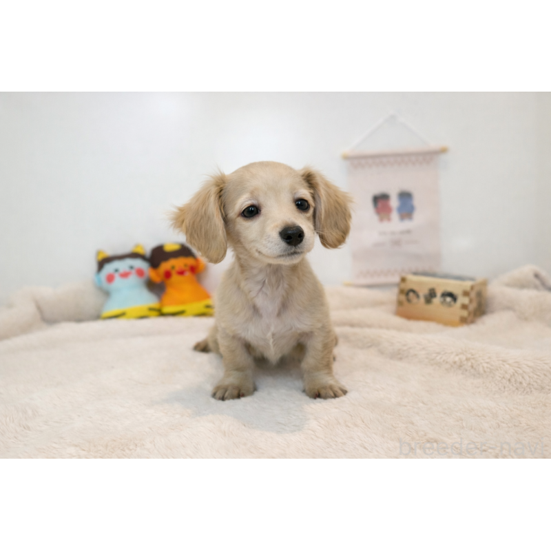 販売中の山口県のミニチュアダックスフンド(ロングヘアード)-439469の3枚目