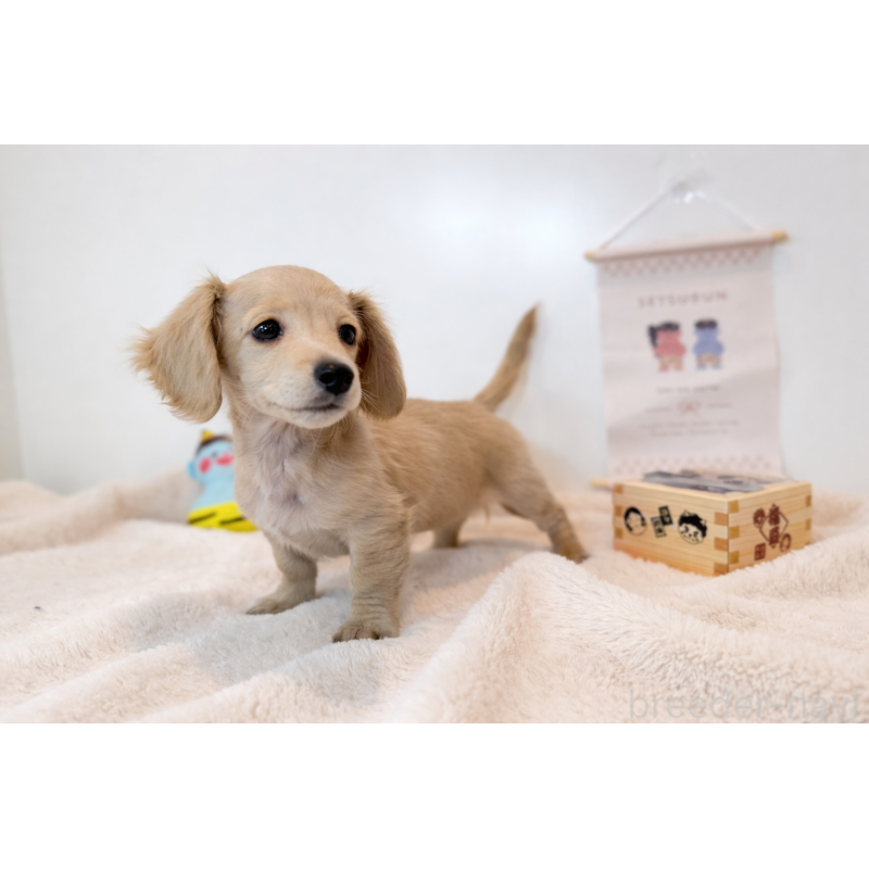 販売中の山口県のミニチュアダックスフンド(ロングヘアード)-439469の2枚目