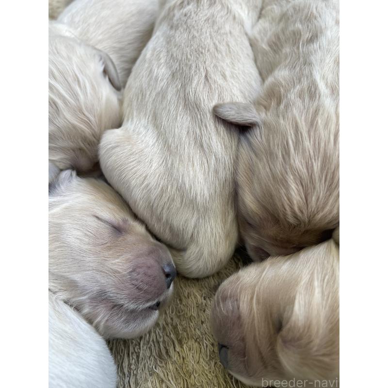 販売中の栃木県のゴールデンドゥードル:ゴールデンレトリーバー×プードル-439380の8枚目