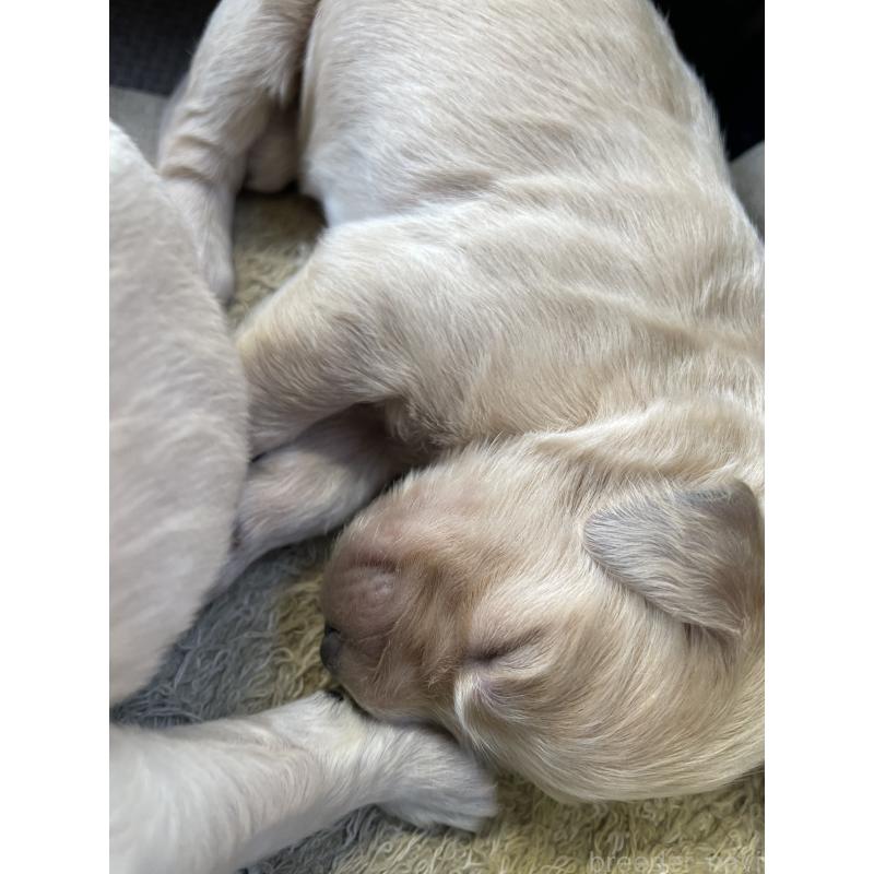 販売中の栃木県のゴールデンドゥードル:ゴールデンレトリーバー×プードル-439381の6枚目