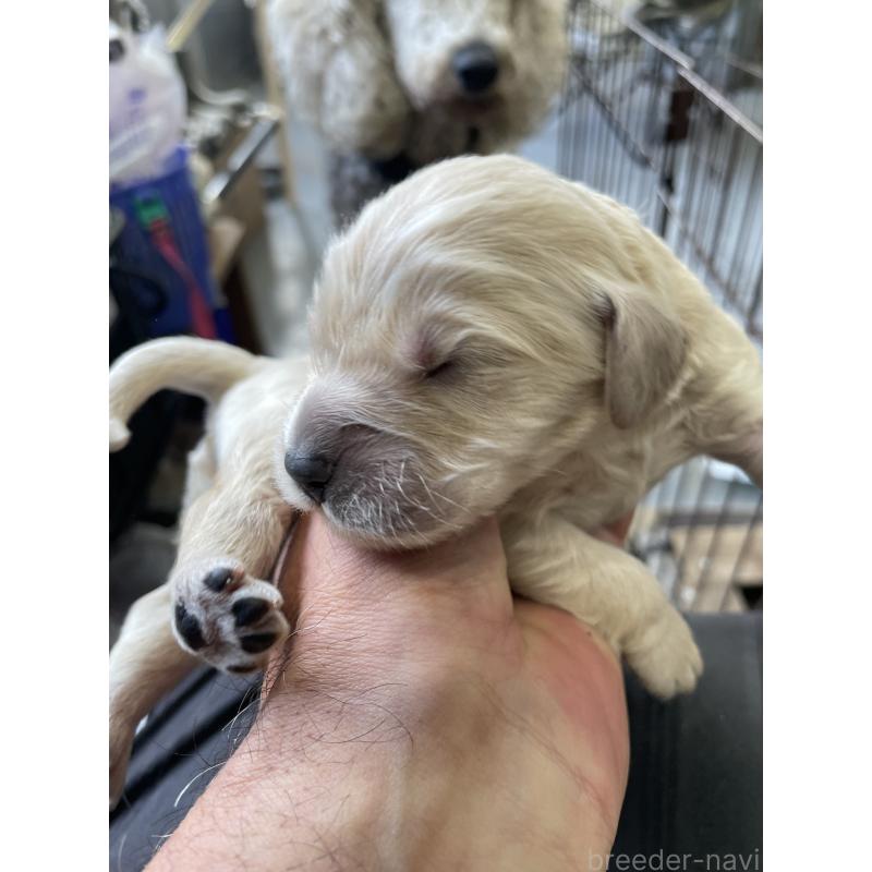 販売中の栃木県のゴールデンドゥードル:ゴールデンレトリーバー×プードル-439382の8枚目