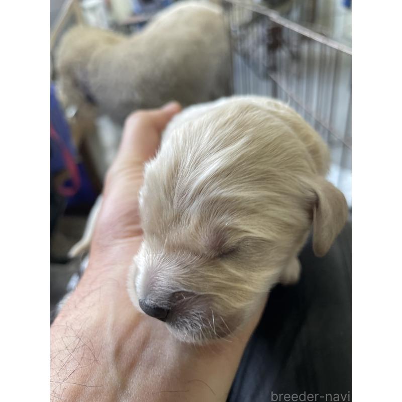 販売中の栃木県のゴールデンドゥードル:ゴールデンレトリーバー×プードル-439383の8枚目