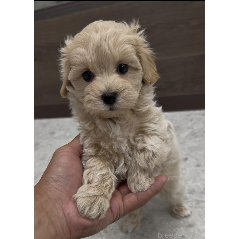 商談中の福岡県のマルプー:マルチーズ×トイプードル-435915の4枚目