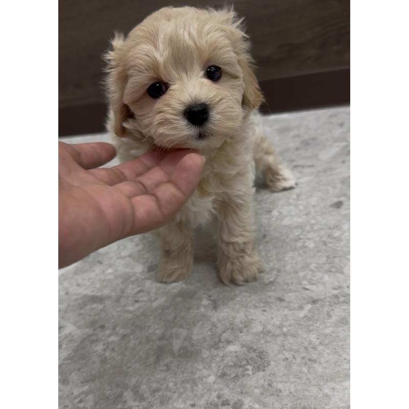 商談中の福岡県のマルプー:マルチーズ×トイプードル-435915の3枚目