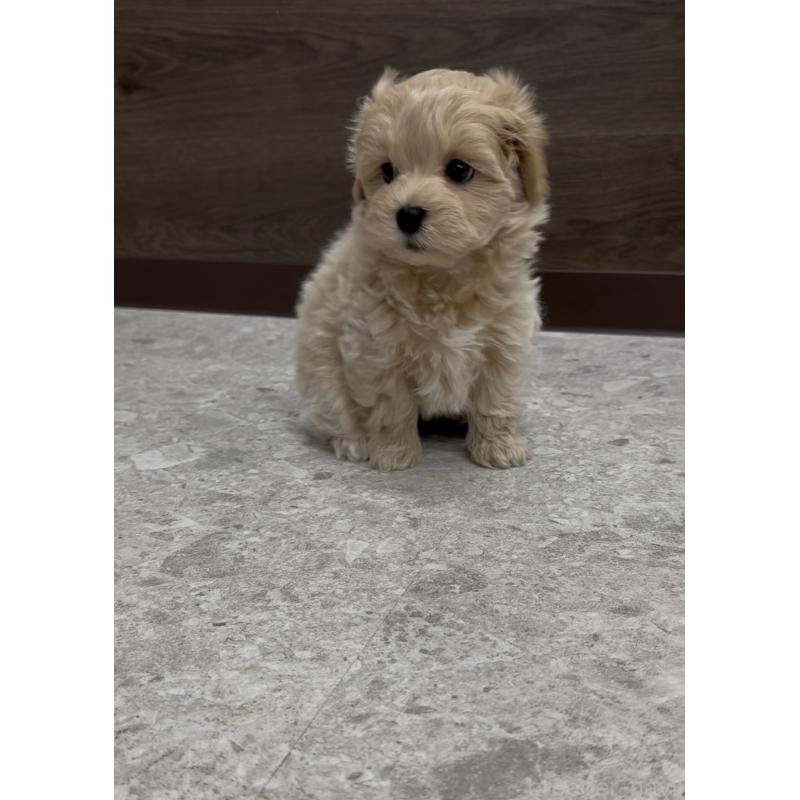 商談中の福岡県のマルプー:マルチーズ×トイプードル-435915の2枚目