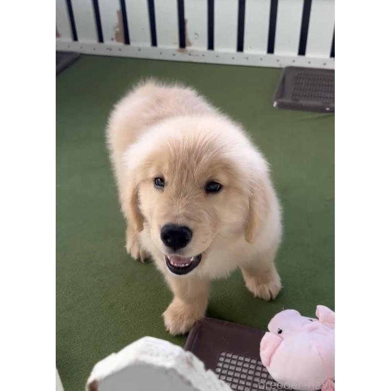 商談中の福岡県のゴールデンレトリーバー-427302の5枚目