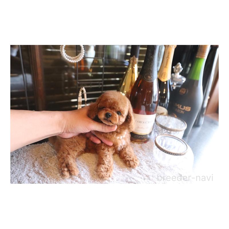 販売中の埼玉県のタイニープードル-439468の5枚目