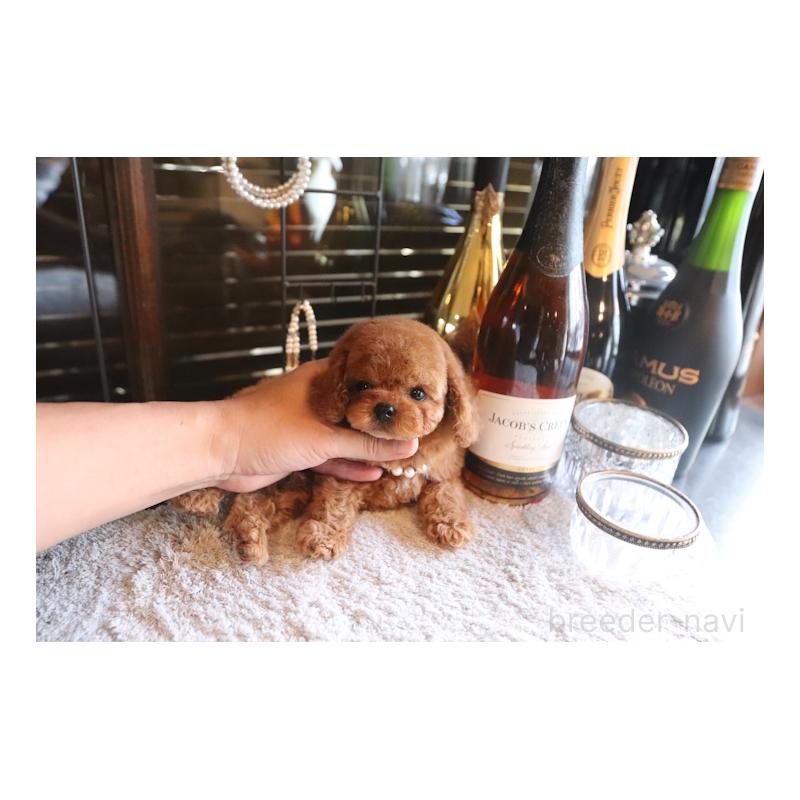 販売中の埼玉県のタイニープードル-439468の4枚目