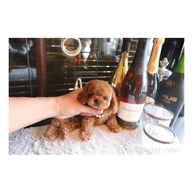 販売中の埼玉県のタイニープードル-439468の3枚目