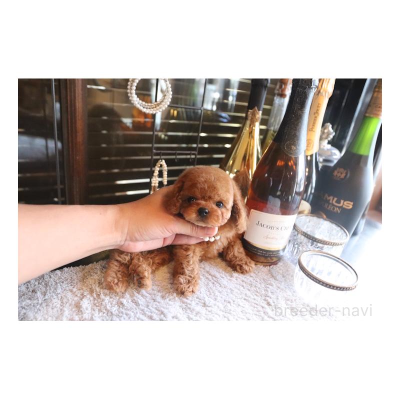 販売中の埼玉県のタイニープードル-439468の2枚目