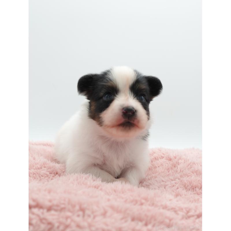 成約済の群馬県のパピヨン-436784の5枚目