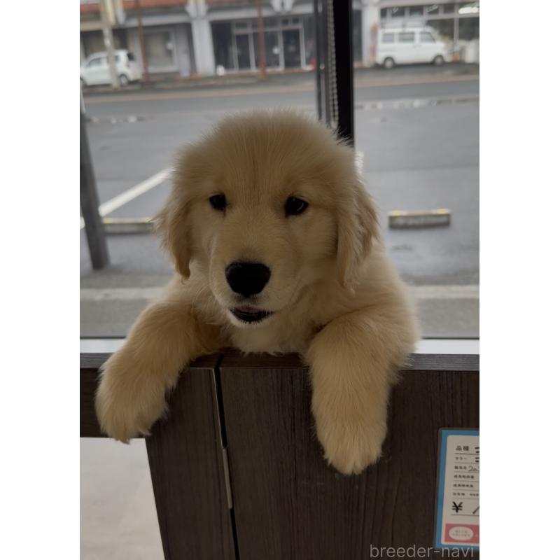 商談中の福岡県のゴールデンレトリーバー-427302の3枚目