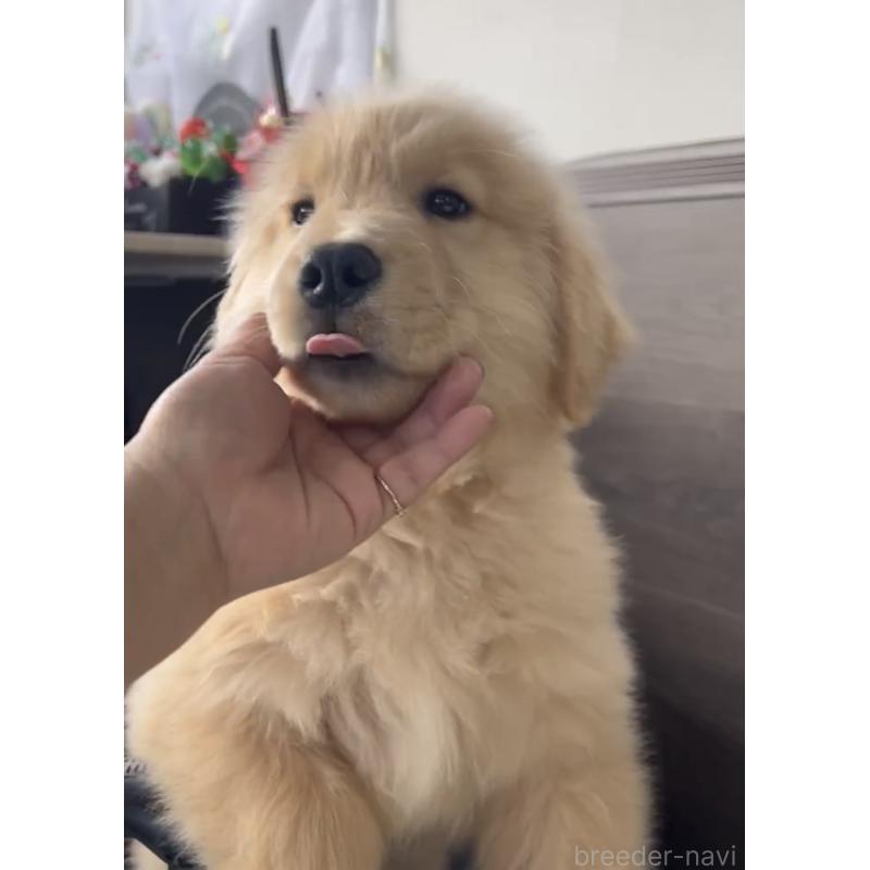 商談中の福岡県のゴールデンレトリーバー-427302の2枚目