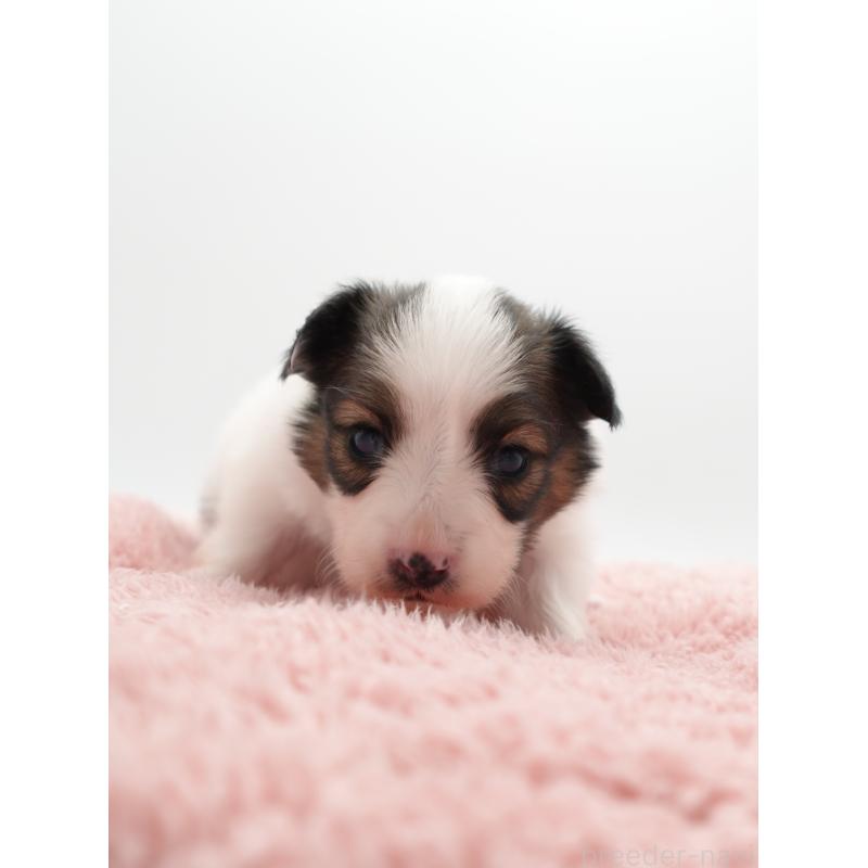 販売中の群馬県のパピヨン-436785の6枚目