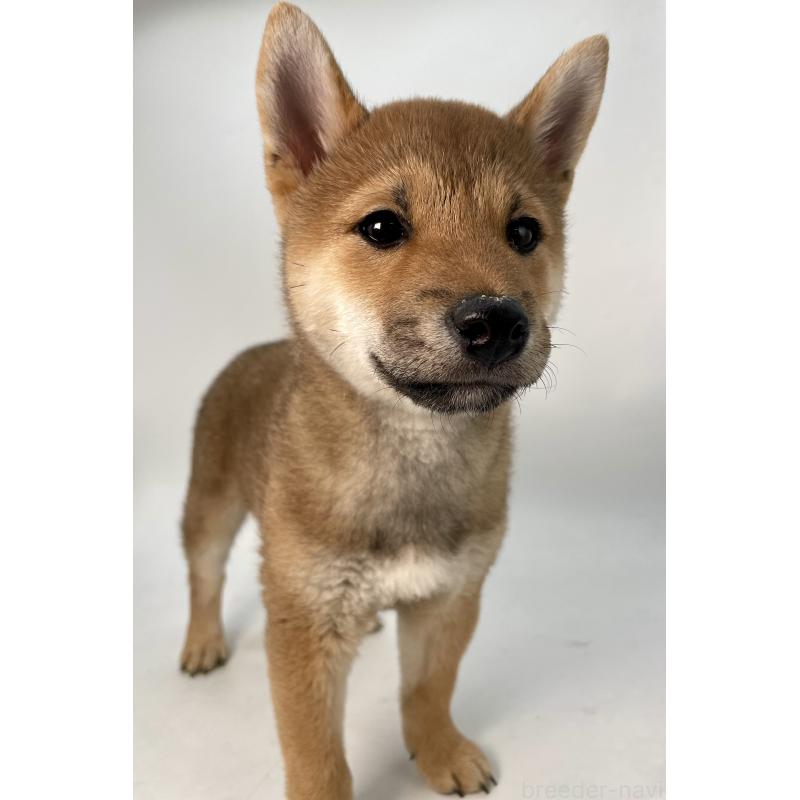 販売中の千葉県の柴犬-439470の1枚目