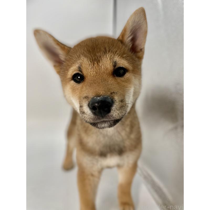 販売中の千葉県の柴犬-439470の14枚目