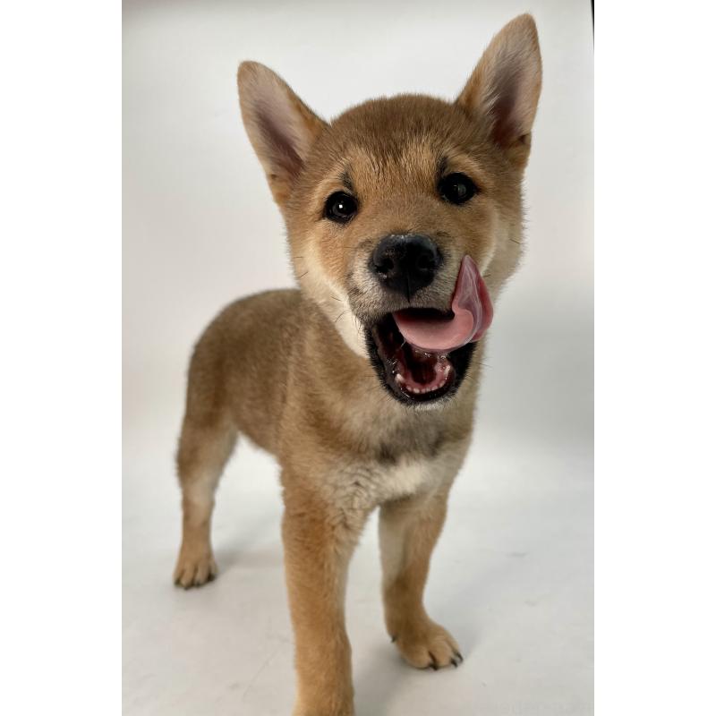 販売中の千葉県の柴犬-439470の12枚目