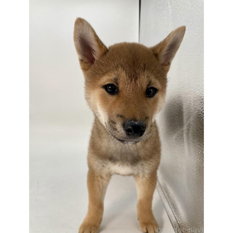 販売中の千葉県の柴犬-439470の11枚目