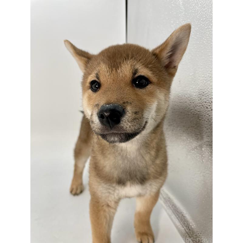 販売中の千葉県の柴犬-439470の8枚目