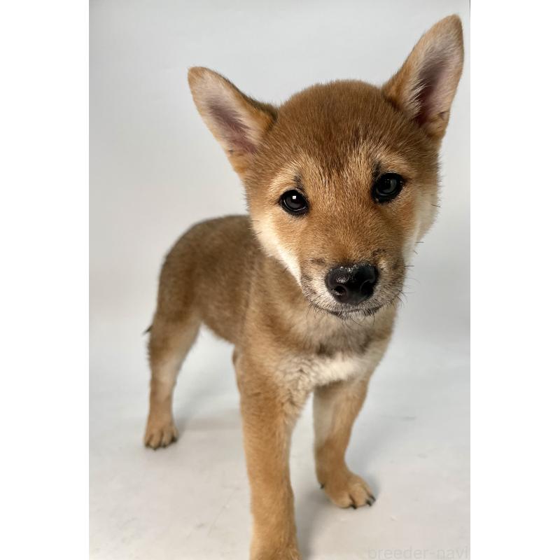 販売中の千葉県の柴犬-439470の7枚目