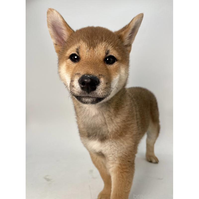 販売中の千葉県の柴犬-439470の6枚目