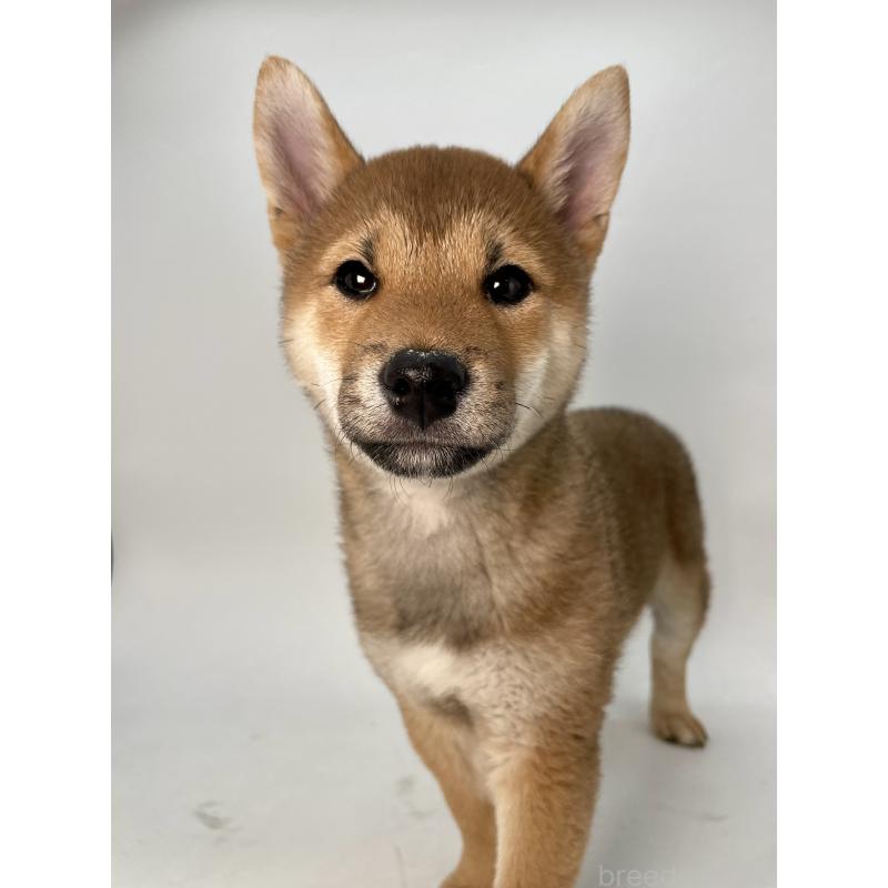 販売中の千葉県の柴犬-439470の5枚目