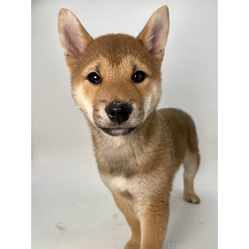 販売中の千葉県の柴犬-439470の4枚目