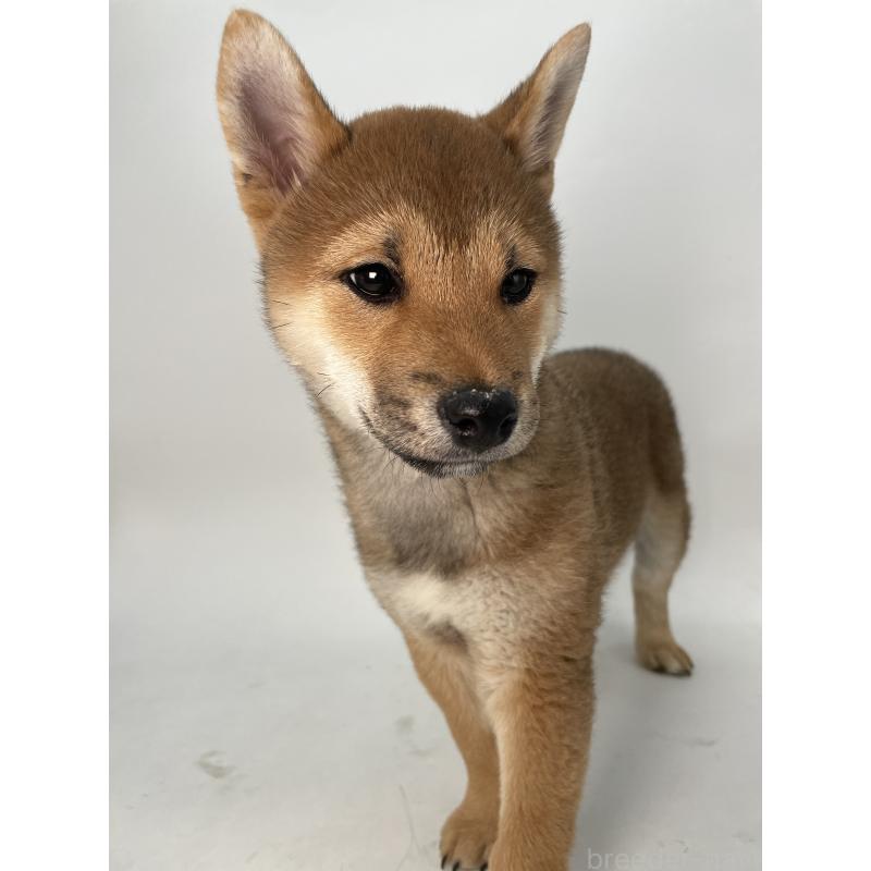 販売中の千葉県の柴犬-439470の3枚目