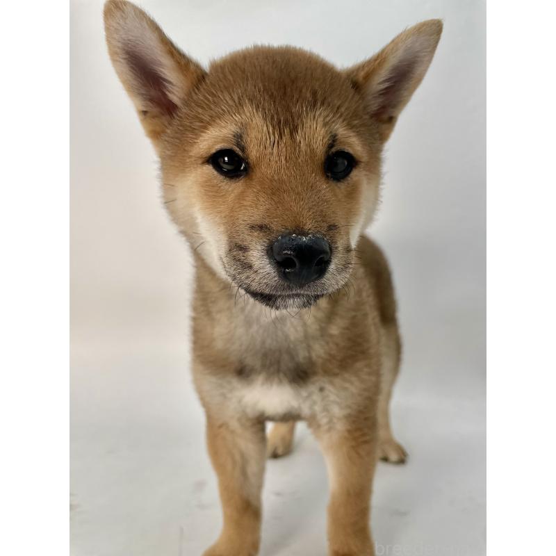 販売中の千葉県の柴犬-439470の2枚目