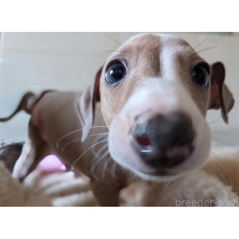 販売中の愛媛県のイタリアングレーハウンド(イタグレ)-430149の7枚目