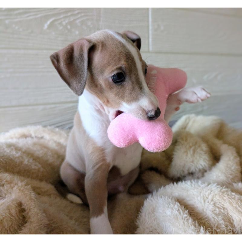 販売中の愛媛県のイタリアングレーハウンド(イタグレ)-430149の6枚目