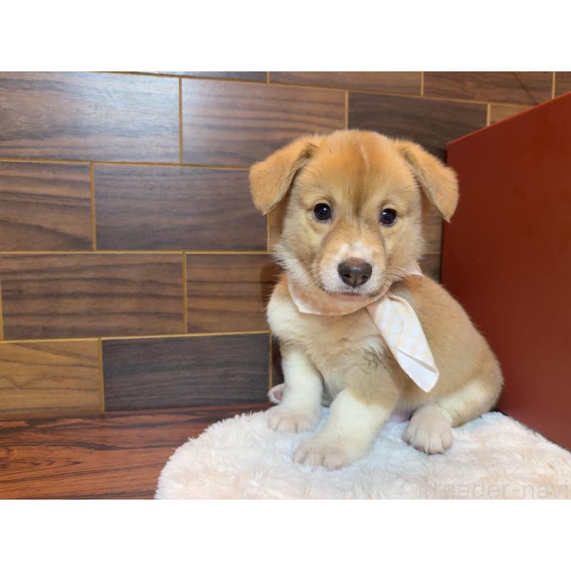 販売中の岐阜県のウェルシュコーギーペンブローク-439472の8枚目