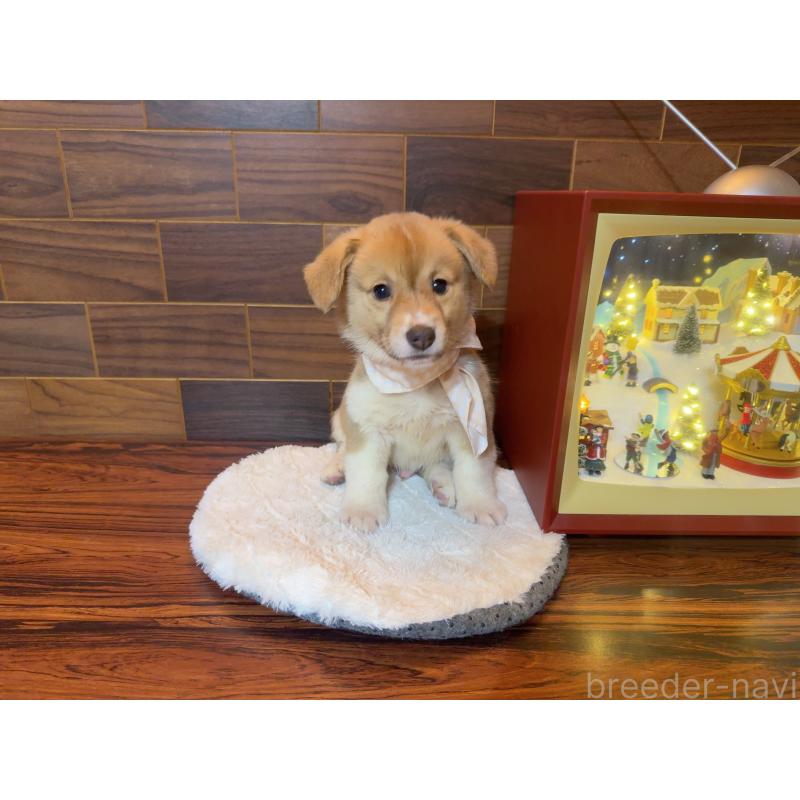 販売中の岐阜県のウェルシュコーギーペンブローク-439472の3枚目