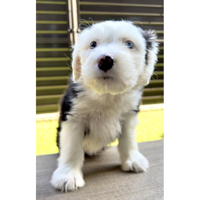 商談中の奈良県のオールドイングリッシュシープドッグ-439045の12枚目