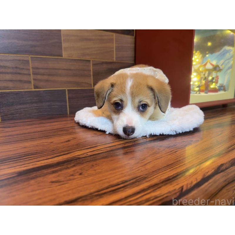 販売中の岐阜県のウェルシュコーギーペンブローク-439473の5枚目