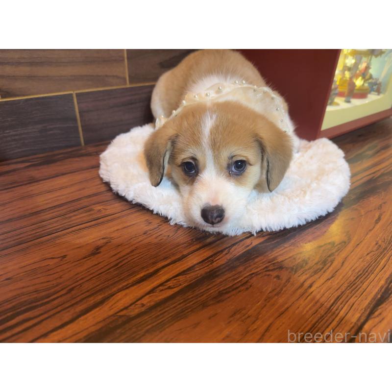 販売中の岐阜県のウェルシュコーギーペンブローク-439473の4枚目