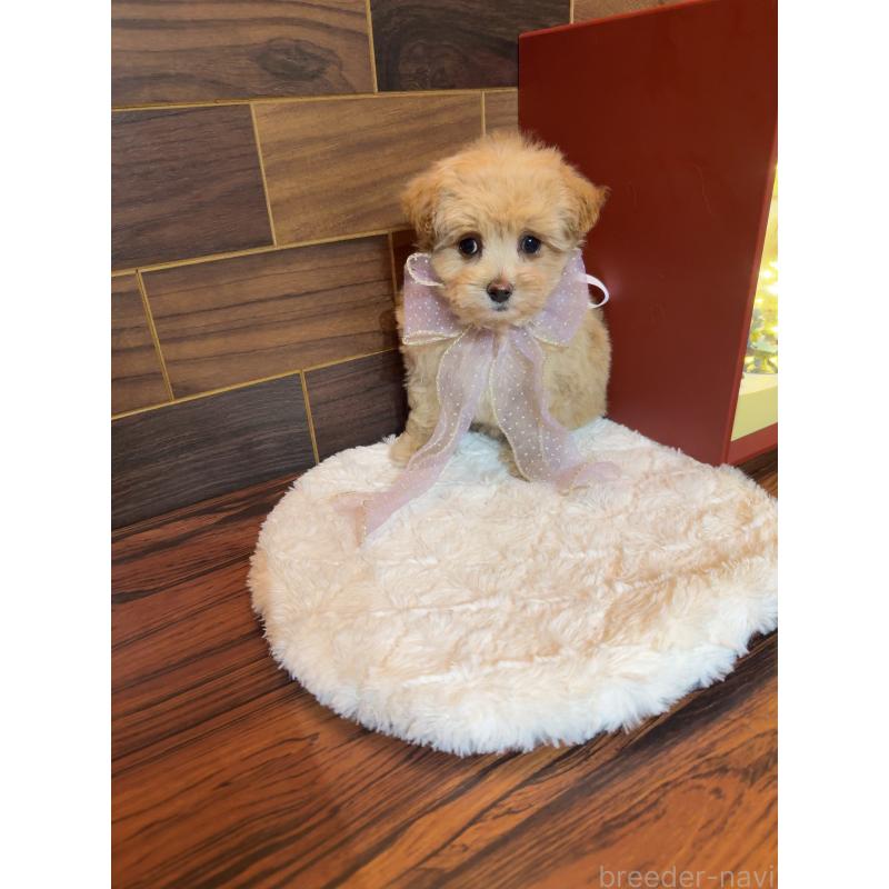 販売中の岐阜県のマルプー:マルチーズ×トイプードル-439477の8枚目