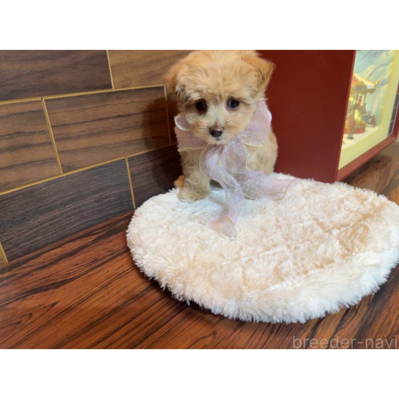 販売中の岐阜県のマルプー:マルチーズ×トイプードル-439477の6枚目