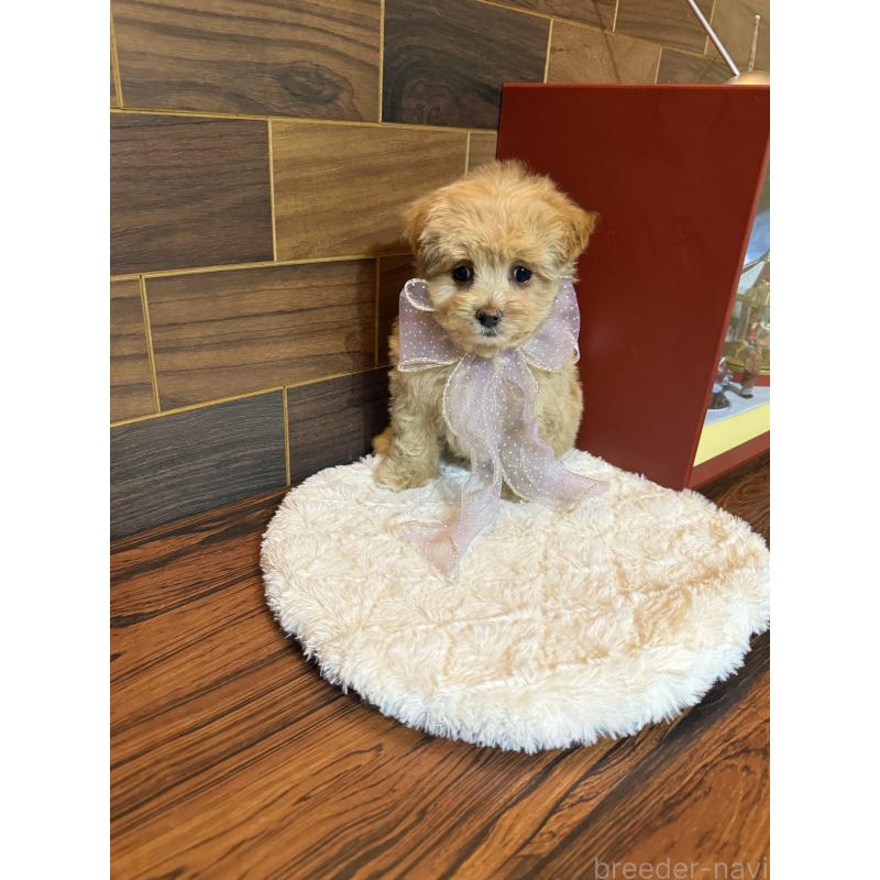 販売中の岐阜県のマルプー:マルチーズ×トイプードル-439477の5枚目