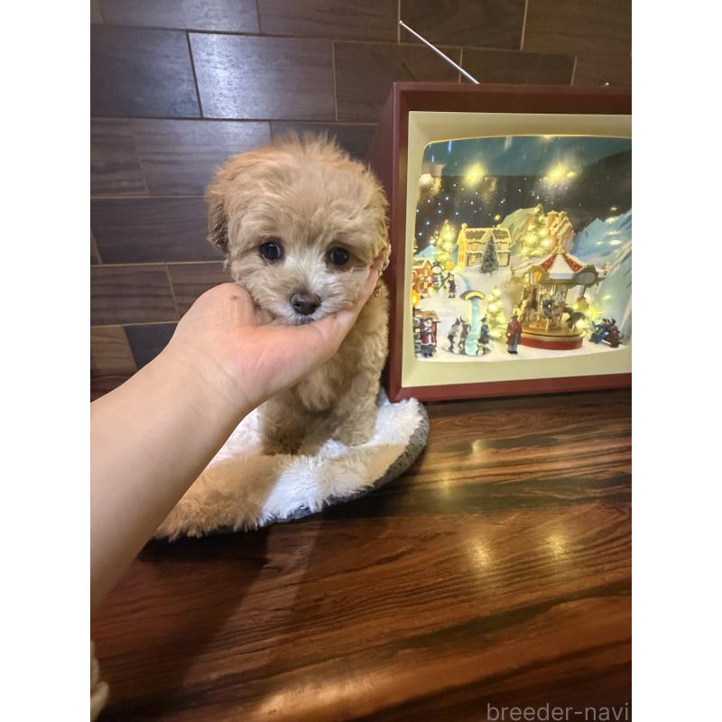 販売中の岐阜県のマルプー:マルチーズ×トイプードル-439477の4枚目